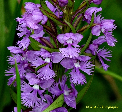 {Platanthera psycodes}